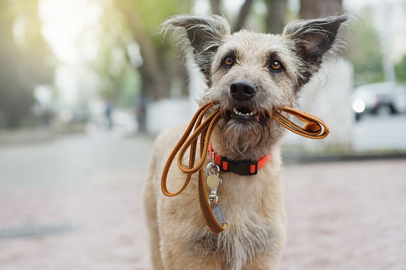 Bladder Infections In Dogs Signs What To Do Cordova Vet Germantown Parkway Animal Hospital