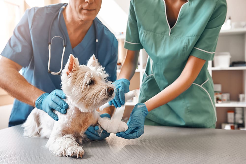 Dog's paw being treated by vet and assistant.