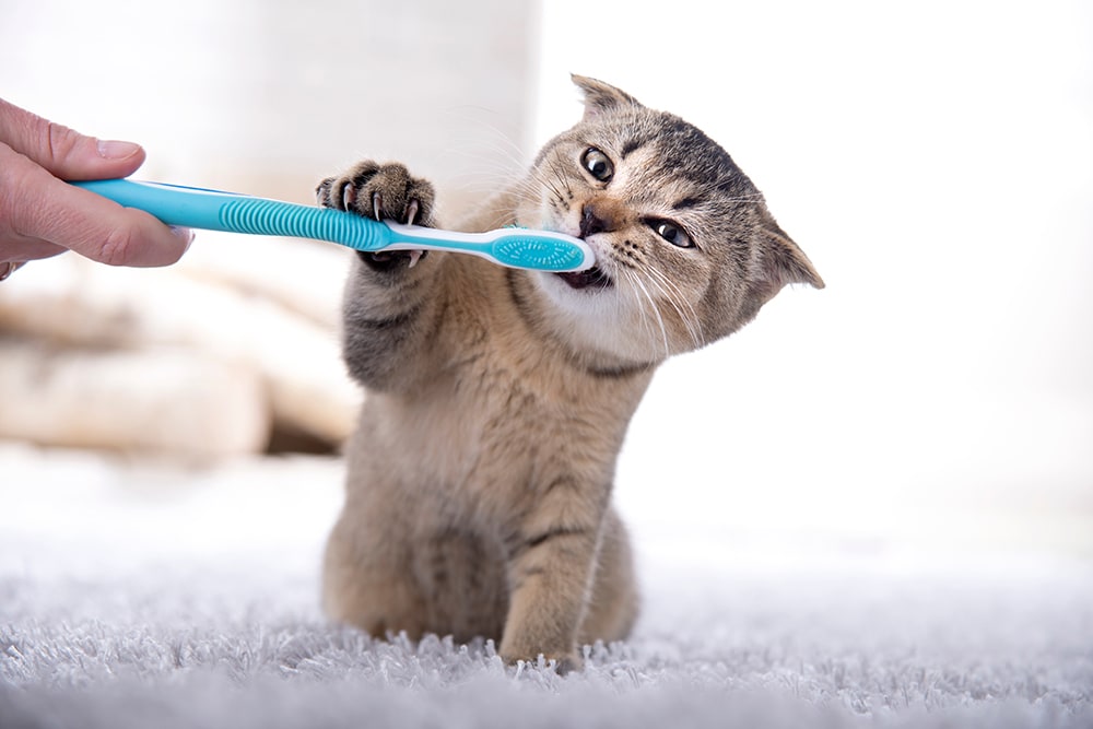 Kitten having their teeth brushed, Cordova Memphis Vet 