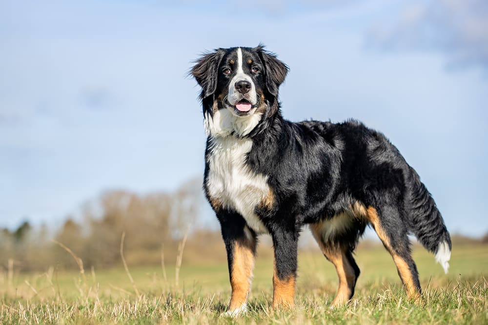 Black, white and brown dog in a field with trees and blue sky in the background.