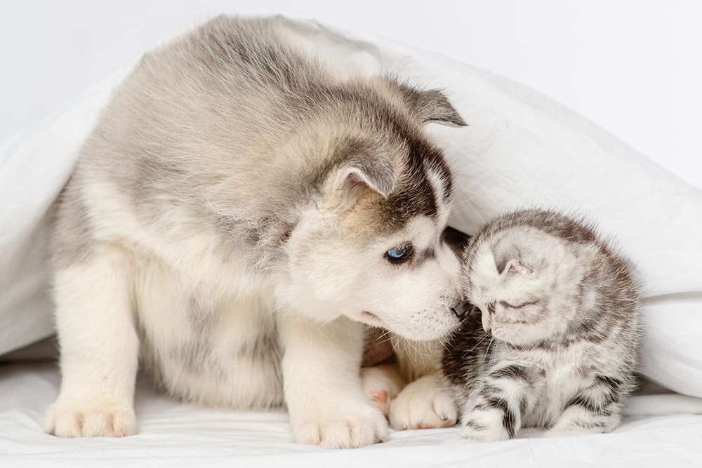Puppy and kitten curled up together. Save money on your pet's annual preventive care with Pet Wellness Plans