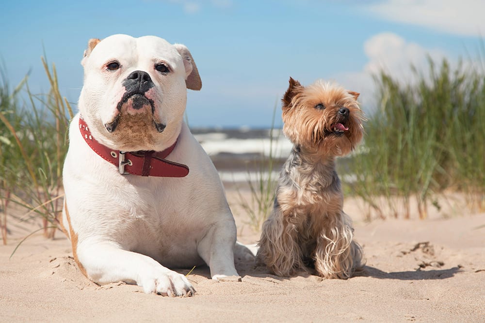 Dogs of all breeds, ages and sizes should be seen by a vet regularly. Big and small dog on a beach in the sunshine.