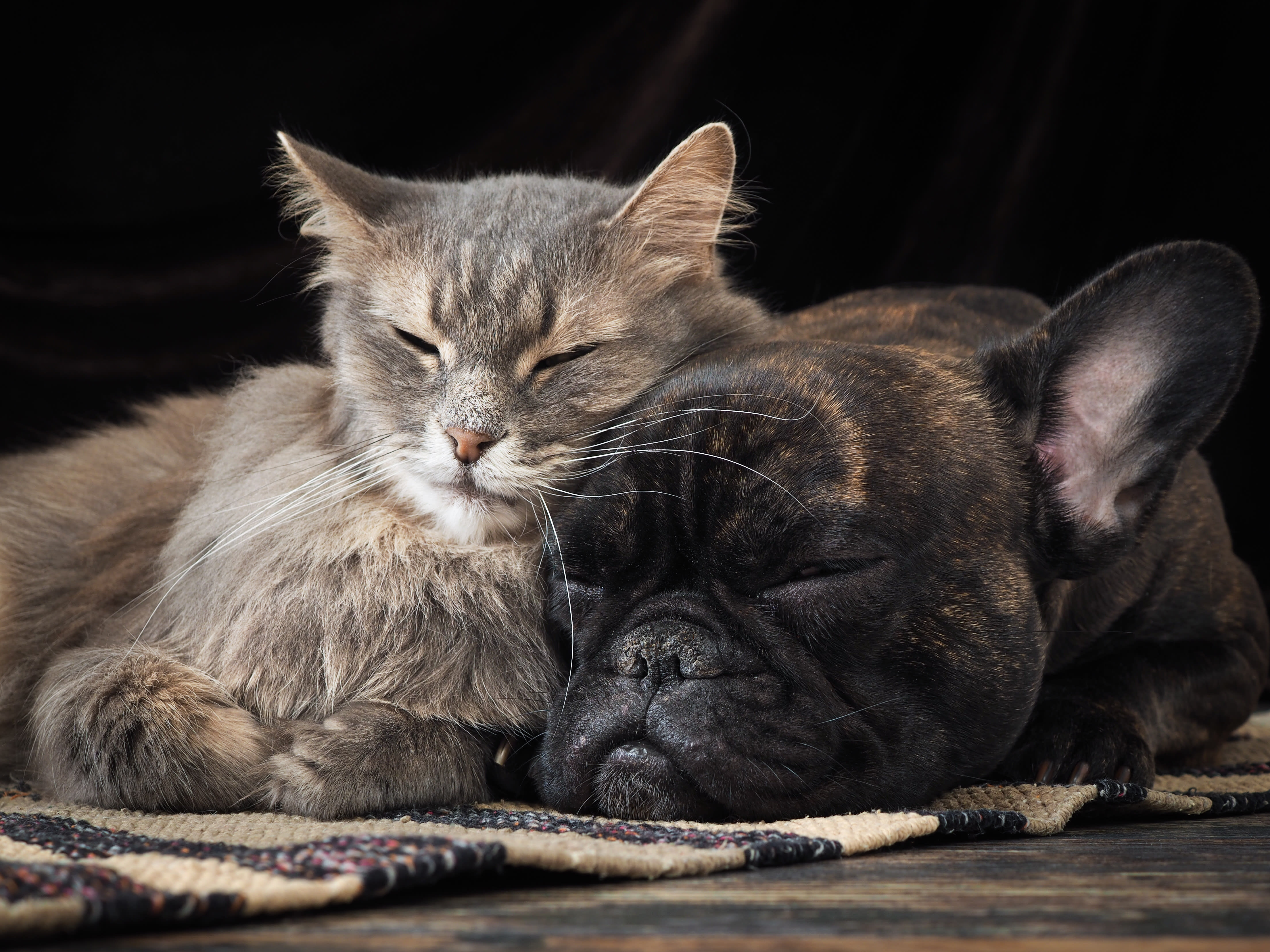 Aging Pets | Germantown Parkway Animal Hospital