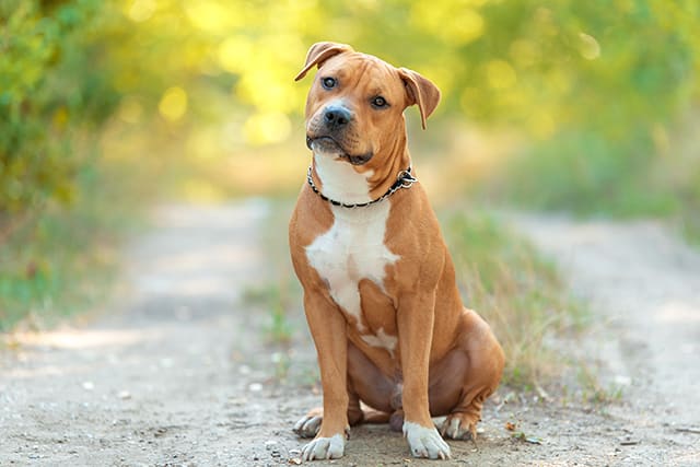 Babesiosis or Babesia infectionin dogs - symptoms and treatments, Cordova Animal Hospital