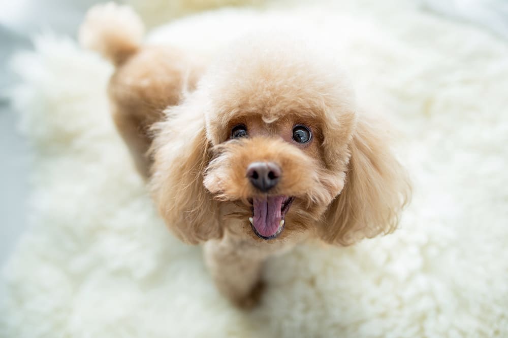 Small poodle smiling at camera. Small dogs often suffer from anal sac disease