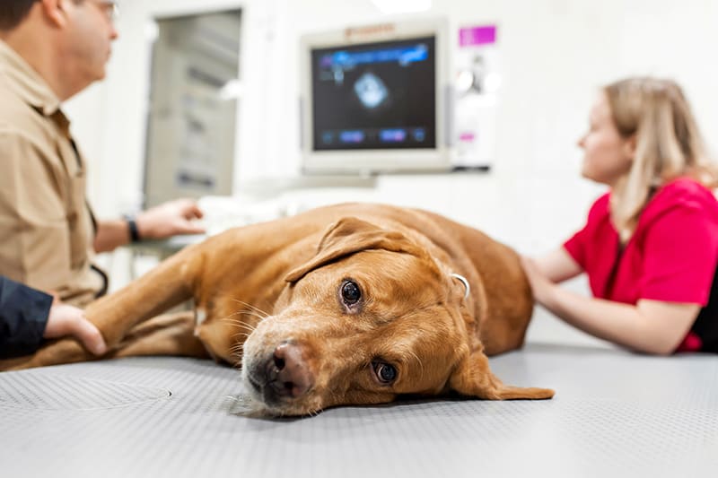 When should you head to the emergency vet? Cordova Animal Hospital