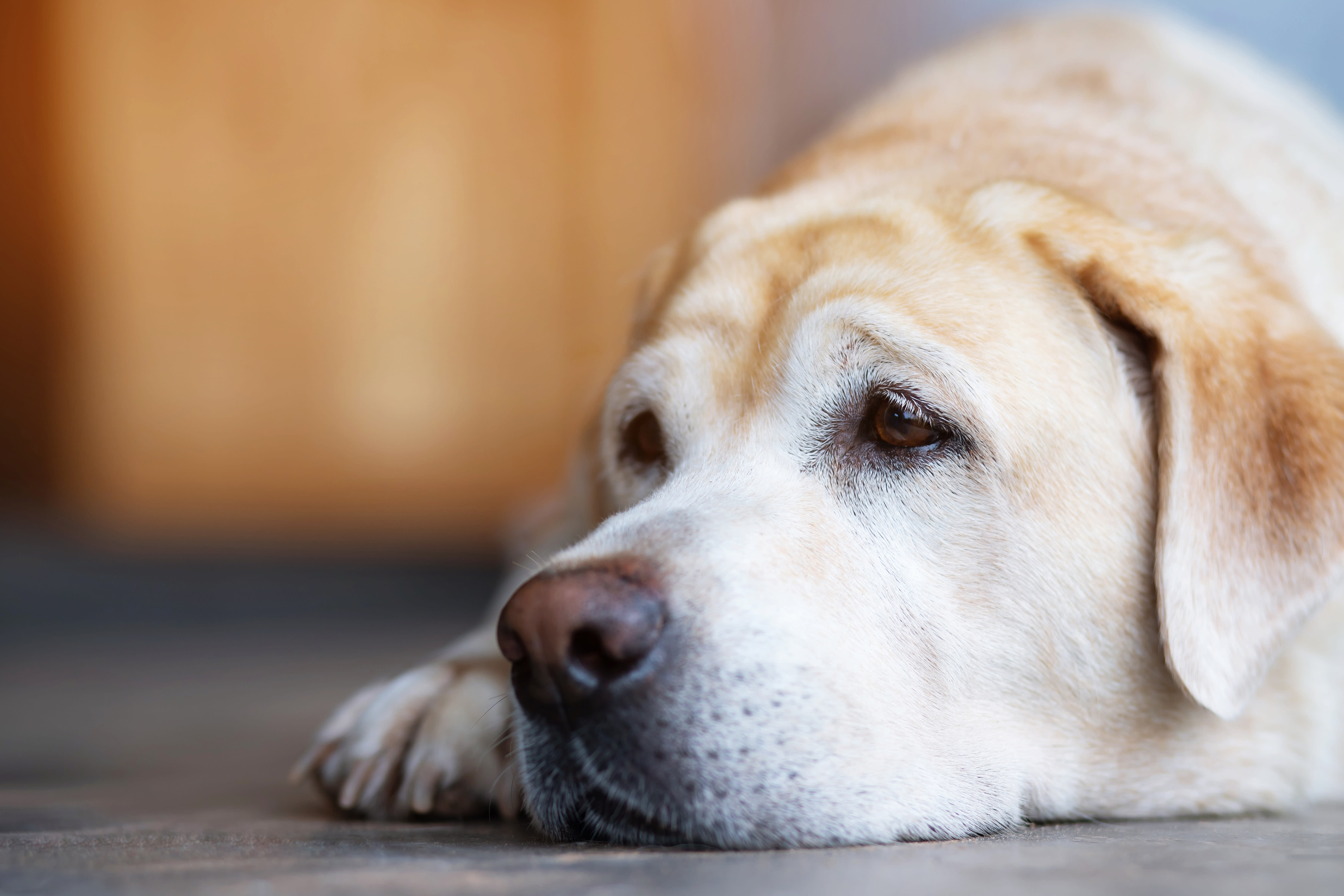 Anxiety and Depression in Dogs, Cordova Animal Hospital
