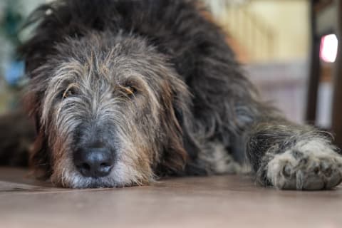 Cancer in dogs, Cordova Animal Hospital