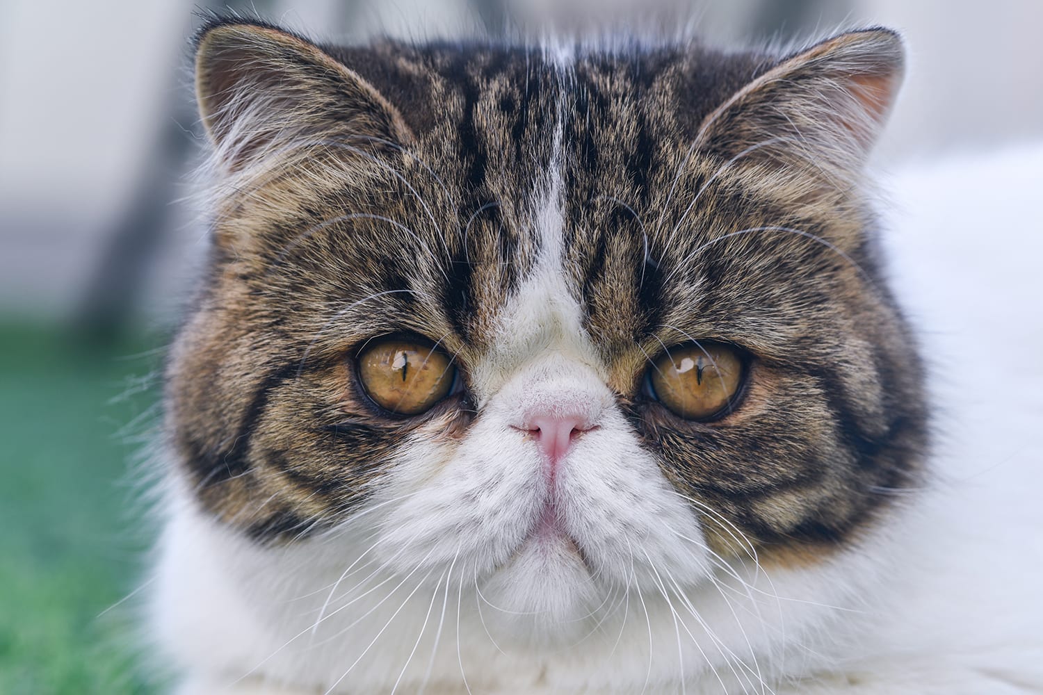 Scottish fold cat portrait. Closeup of the face of a black and white Scottish Fold.