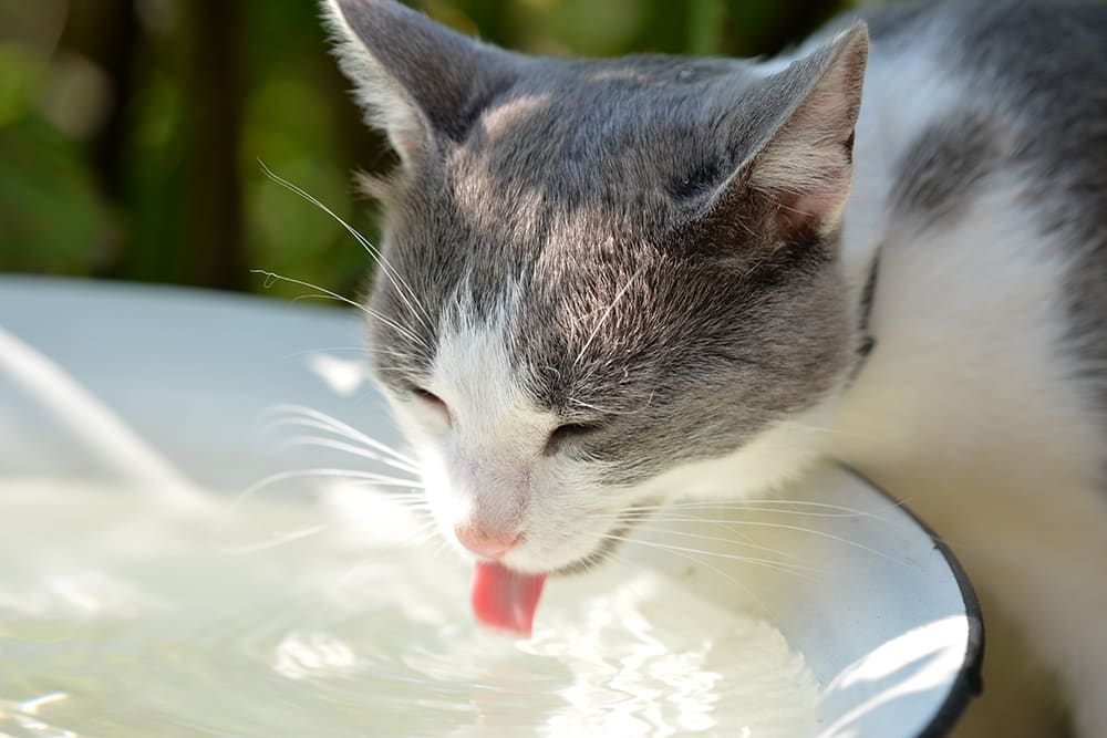 Cat drinking from kitchen tap, Cordova Memphis Vet 