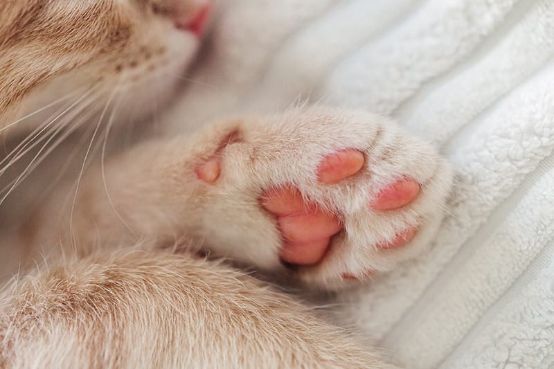 Close-up of cat paws, Cordova Memphis Vet 
