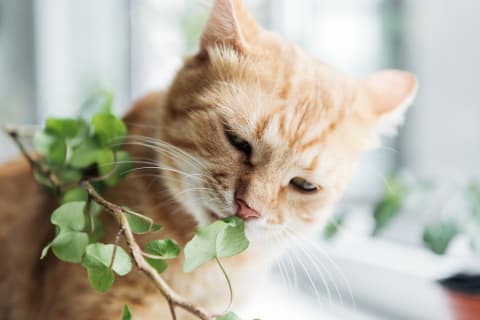 Toxic Plants for Cats, Cordova Vet