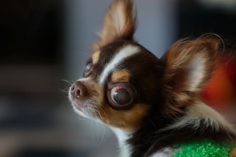 Cataract surgery in dogs, Cordova Animal Hospital