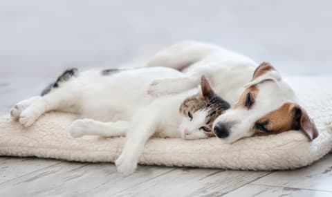 Laser spay or traditional spay, which is better? Cordova Animal Hospital