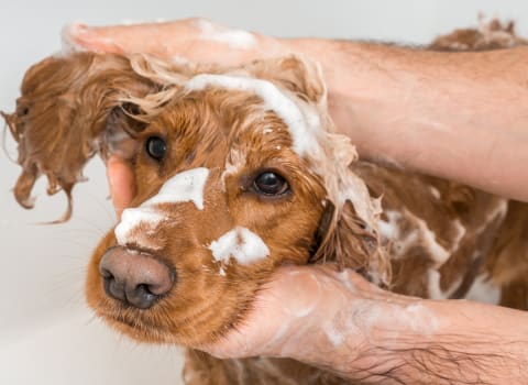 dog sedative for grooming