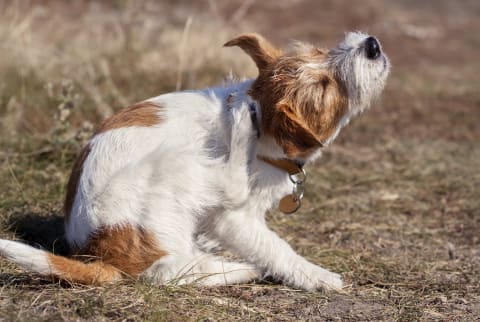 Itching and scratching due to skin conditions in dogs, Cordova Animal Hospital