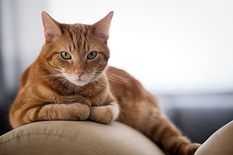 Signs and symptoms of asthma in cats, Cordova Animal Hospital
