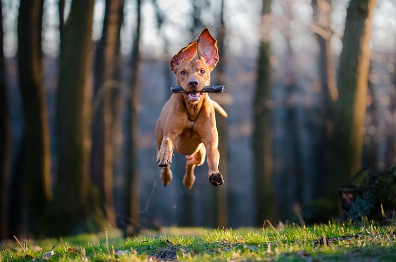 Happy dog with a stick in its mouth leaping through the air. Cordova Vet