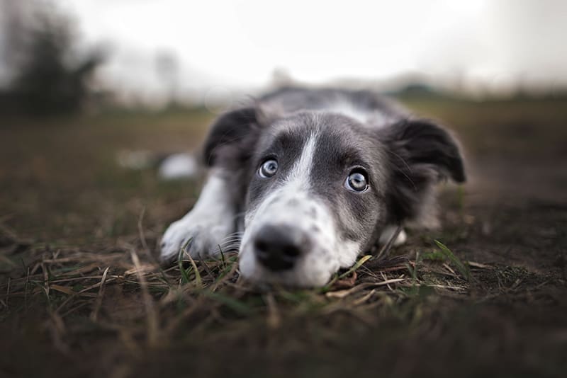 Dog with sad eyes outside laying on grass. Cordova Vet