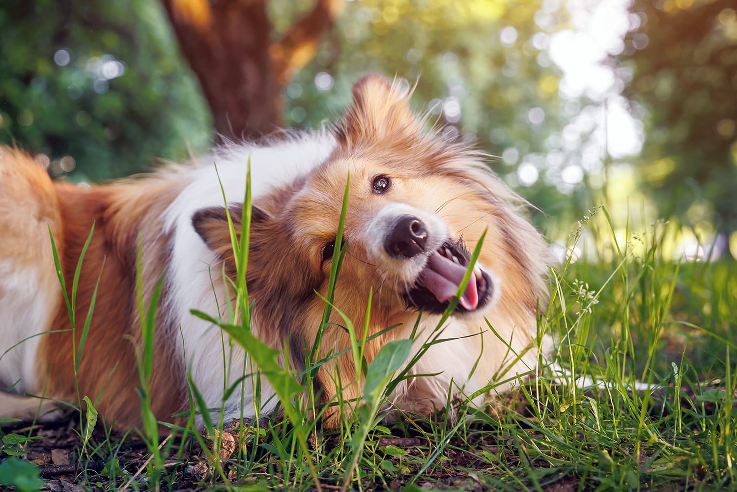 Fluffy dog laying on the ground, eating grass. Why my dog eats grass.