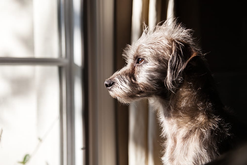 Dogs like people can get lonely. Sad dog looking out window.