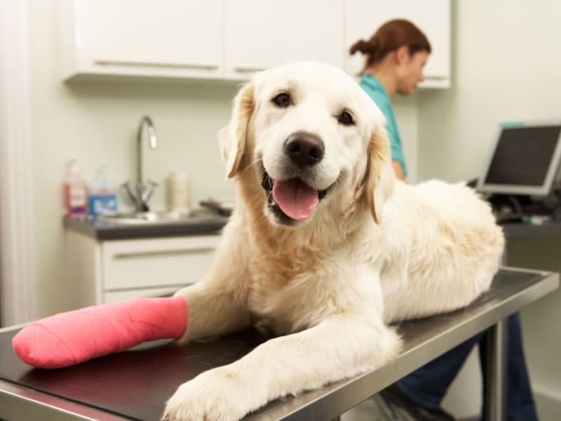 Dog wound care in Cordova