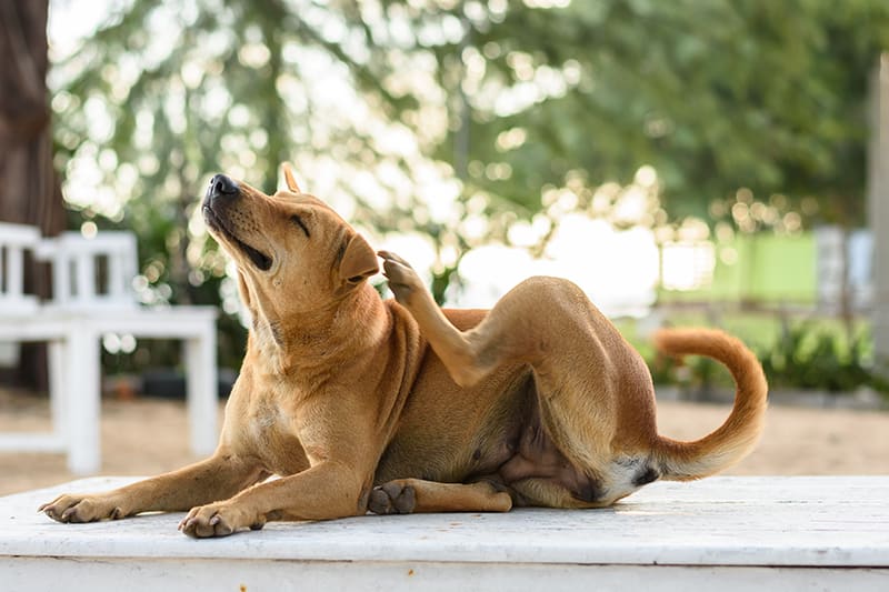 Golden retriever scratching ear. Itchy skin is a primary symptom of yeast dermatitis in dogs. Cordova Vet