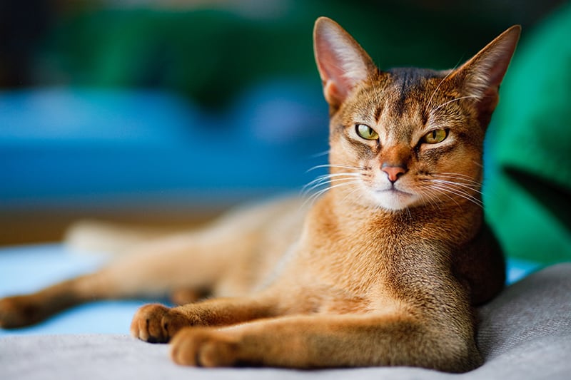 Does your cat have an ear infection? Our Cordova vets explain the symptoms and treatments to help your cat feel better.