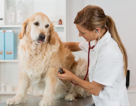 When to Visit an Emergency Vet, Cordova Animal Hospital