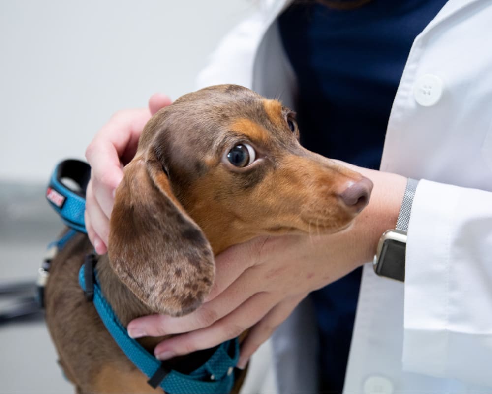 Dermatology & Allergies | Germantown Parkway Animal Hospital