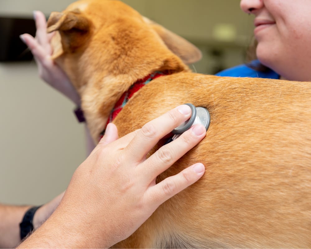 Internal Medicine | Germantown Parkway Animal Hospital