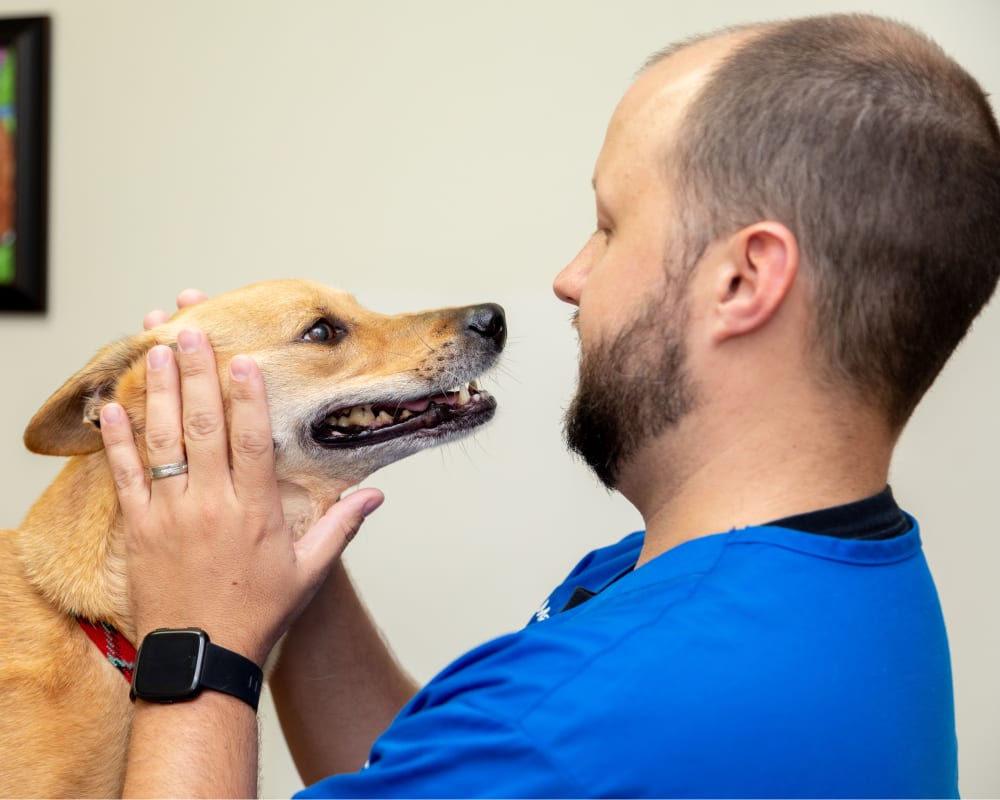 Ophthalmology & Ocular Procedures | Germantown Parkway Animal Hospital