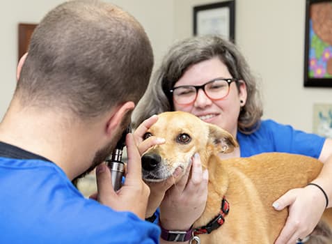 Ophthalmology & Ocular Procedures | Germantown Parkway Animal Hospital