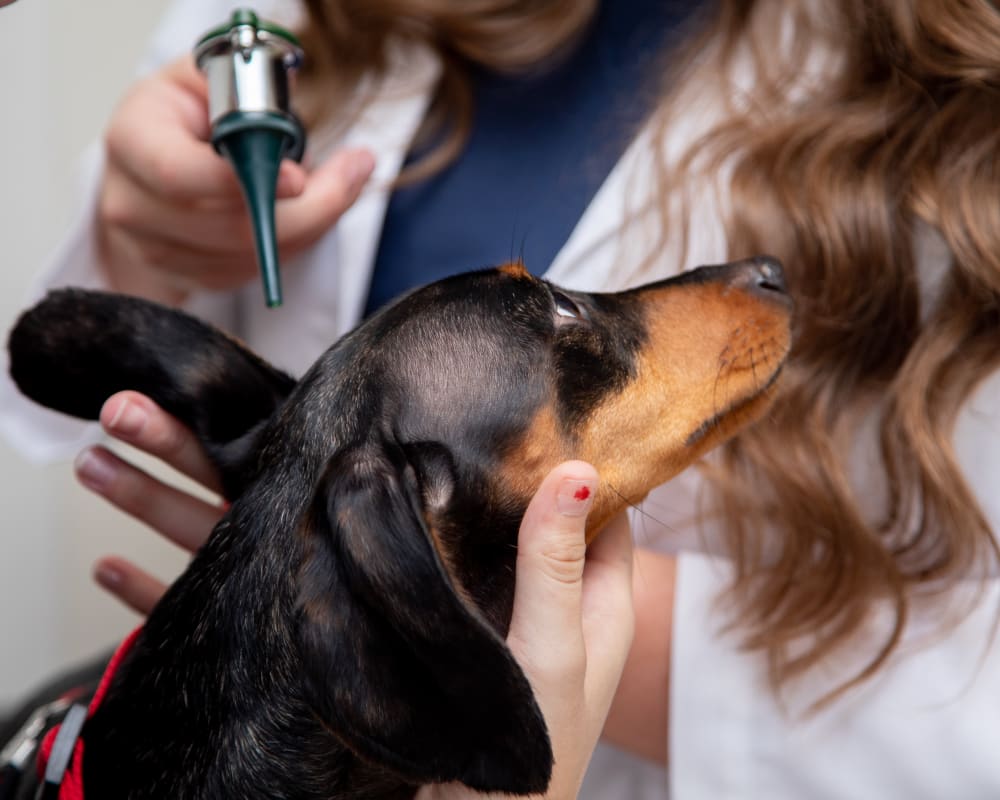 Preventative Care | Germantown Parkway Animal Hospital