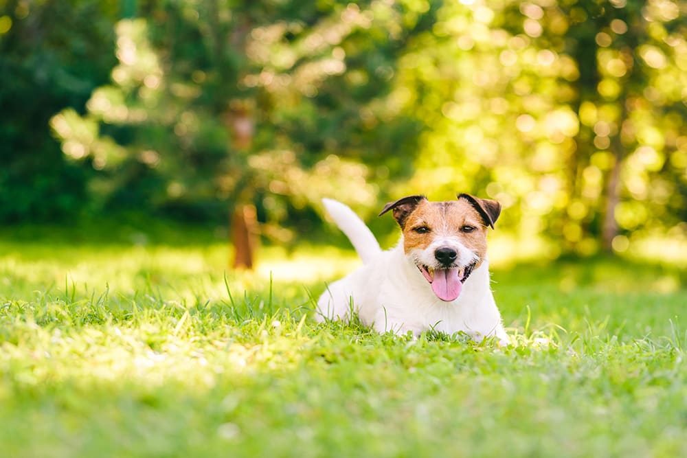 Make sure that your dog has plenty of shade and water when they are outside in the heat.