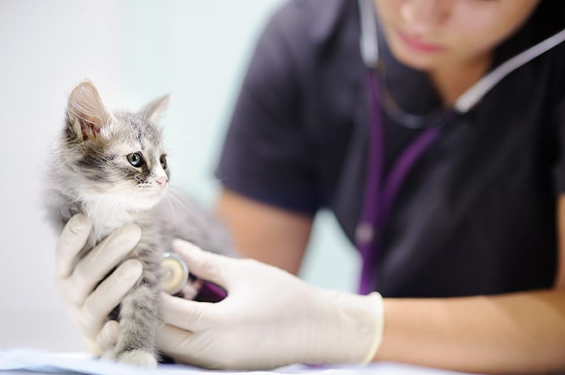 Grey and white kitten being examined by a vet, Cordova Memphis Vet 