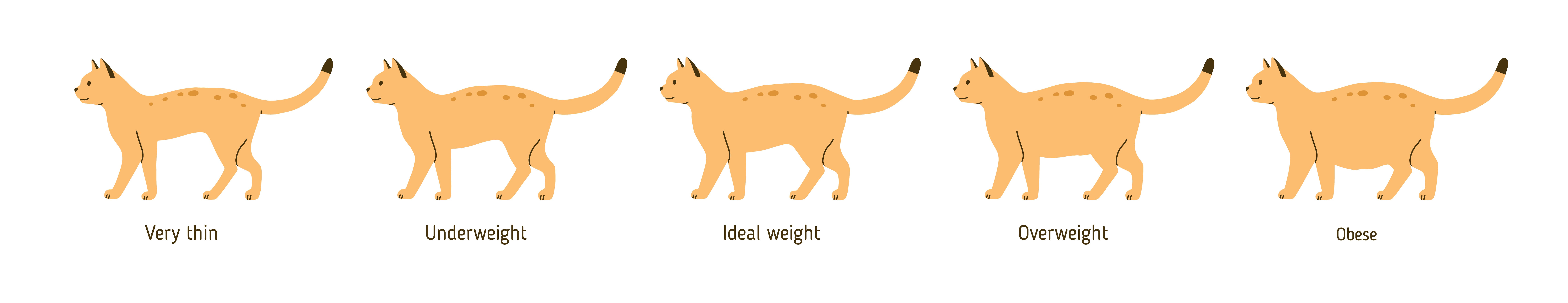 Overweight cat chart, Cordova and Greater Memphis Vet vet