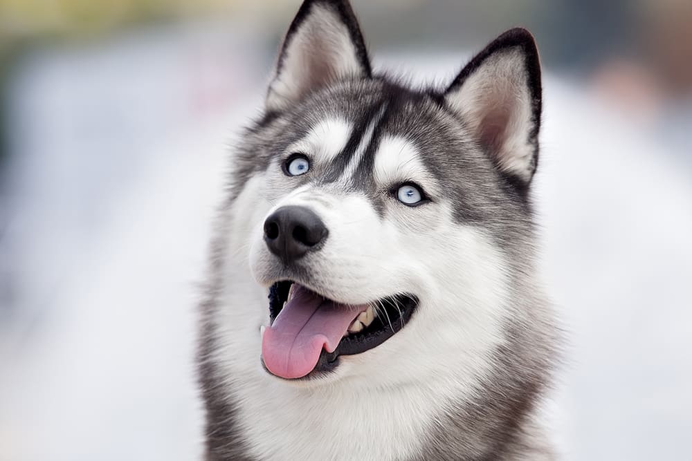 Happy husky. Looking for medical boarding for your dog or cat? Cordova Animal Hospital