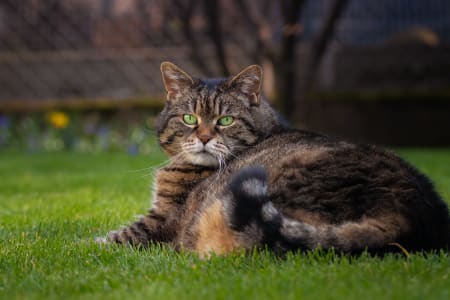 Overweight Cat, Cordova Vet