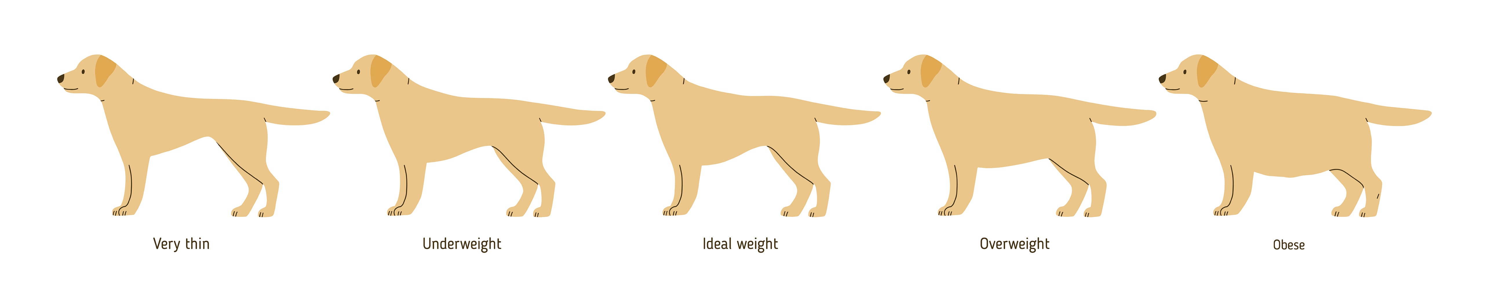 Overweight Dog Chart, Cordova Vet