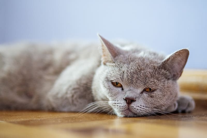 Pneumonia in Cats Causes, Symptoms & Treatment Cordova Vet
