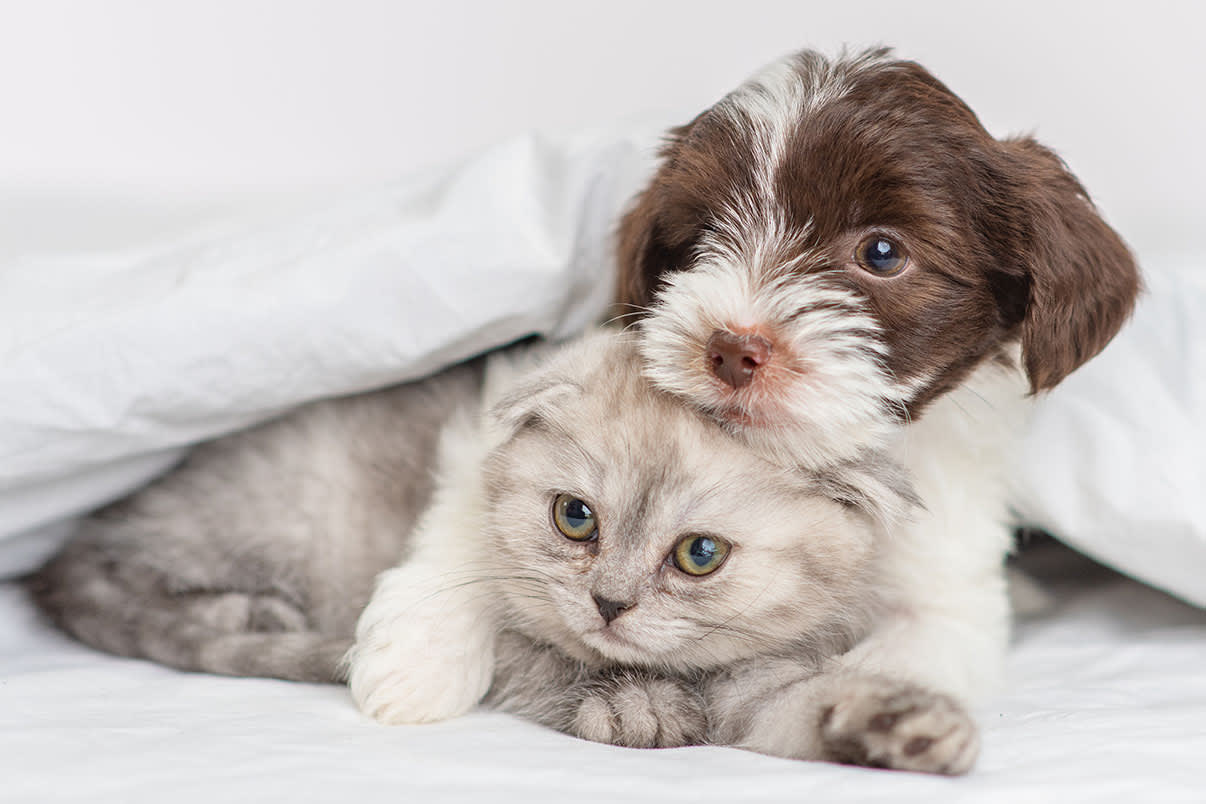 Puppy and kitten curled up together. Pets provide many mental health benefits this blog explores just a few.