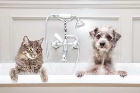 Dog & Cat Grooming Basics, Cordova Vet