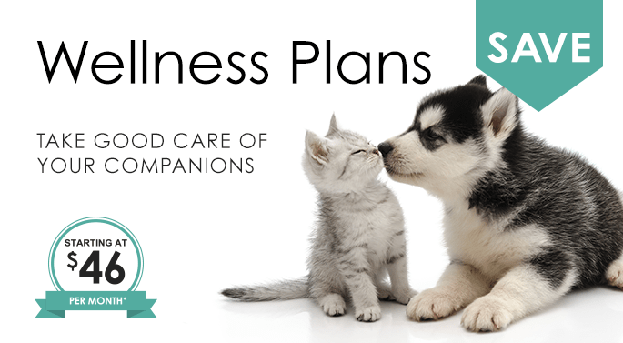 Cordova Veterinarian & Animal Hospital | Cordova Vets Cordova Veterinarian & Animal Hospital | Cordova Vets