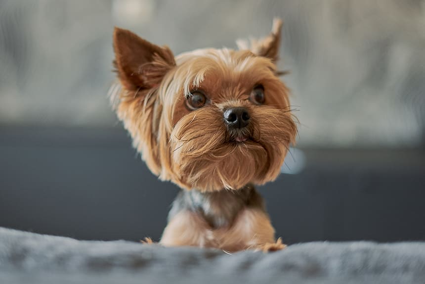 Small dogs, like this tiny terrier, are most likely to experience episodes of reverse sneeze.